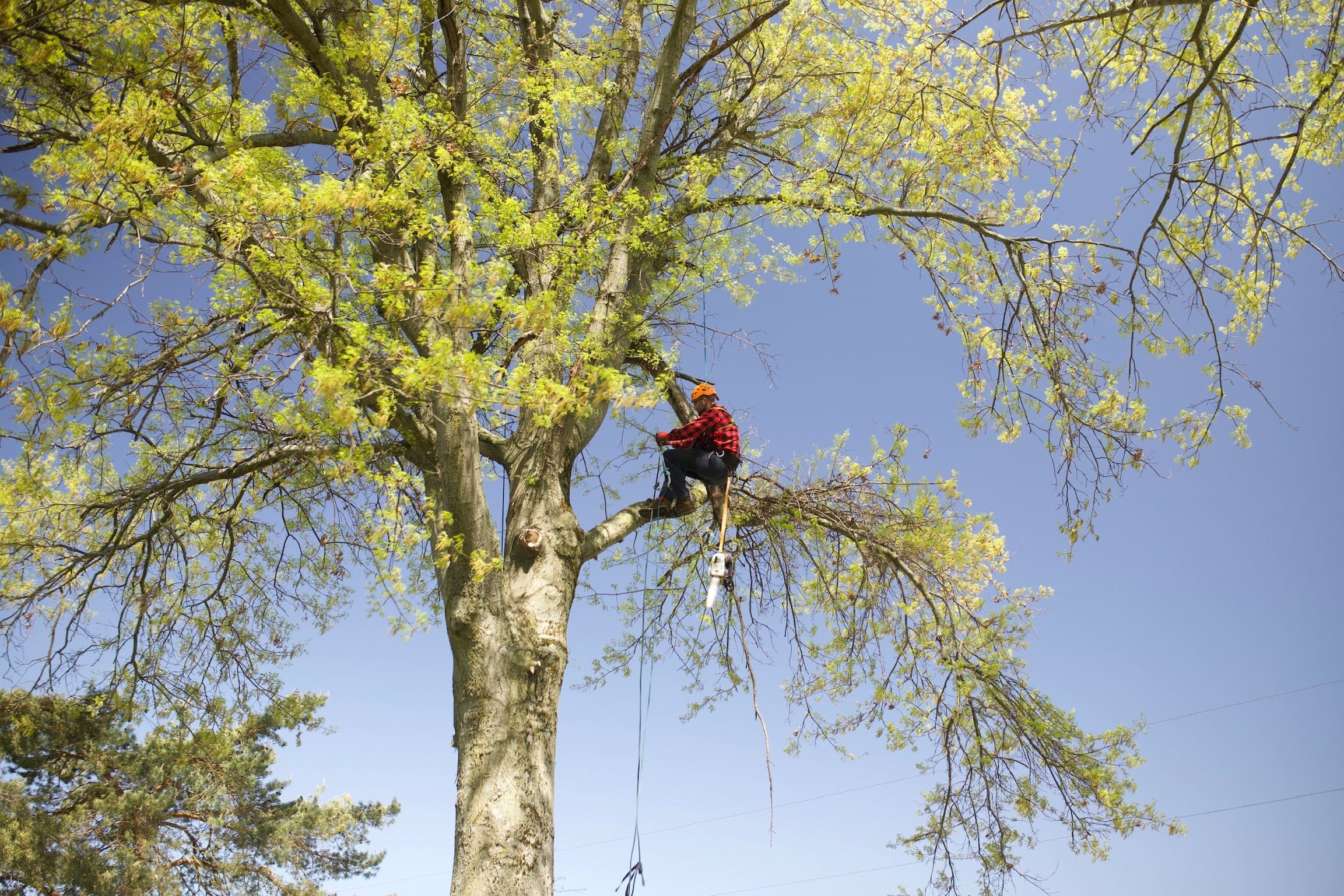 Abraham Pickering, owner of Pickering Tree Service
