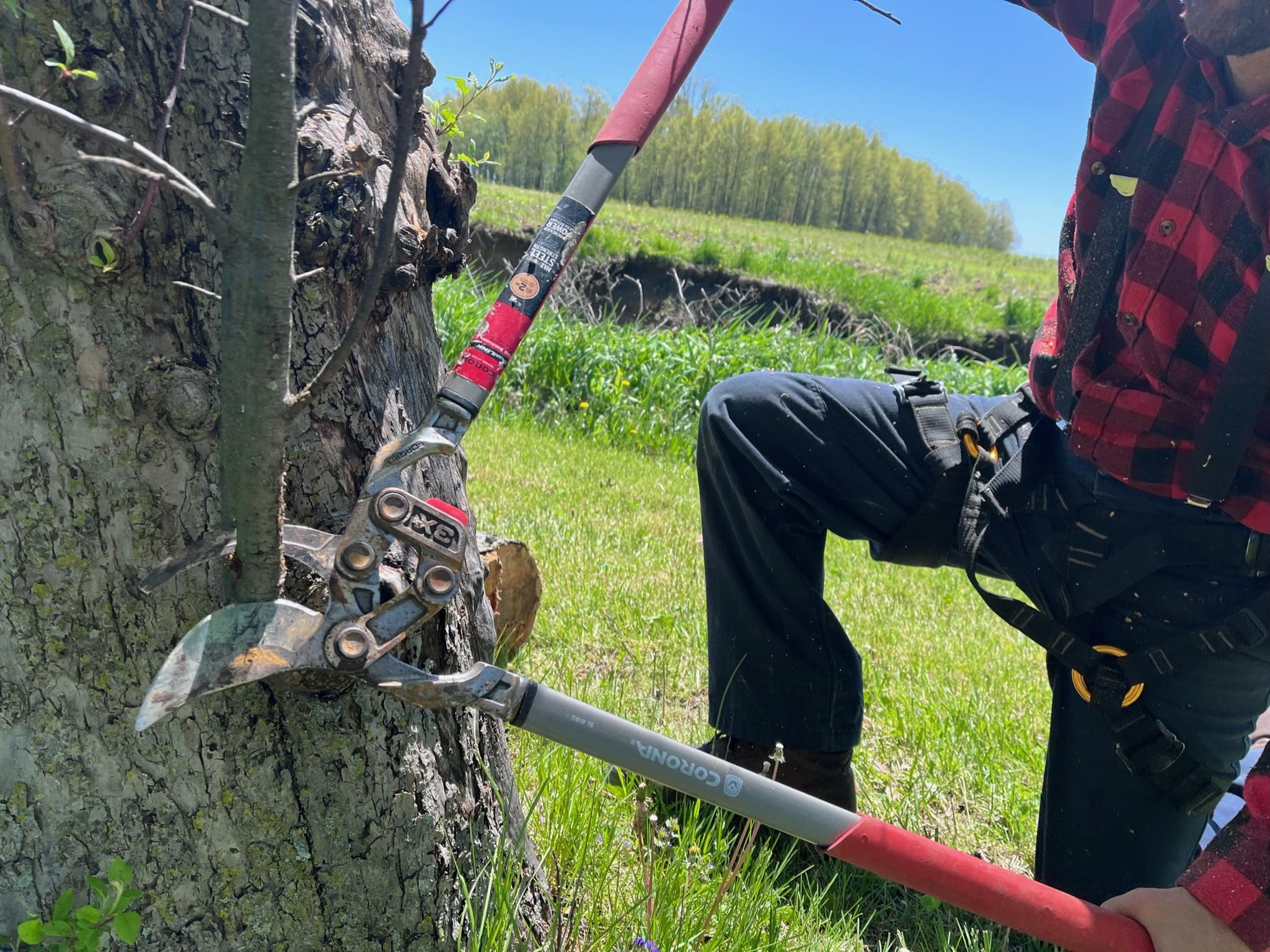 Abraham Pickering, owner of Pickering Tree Service