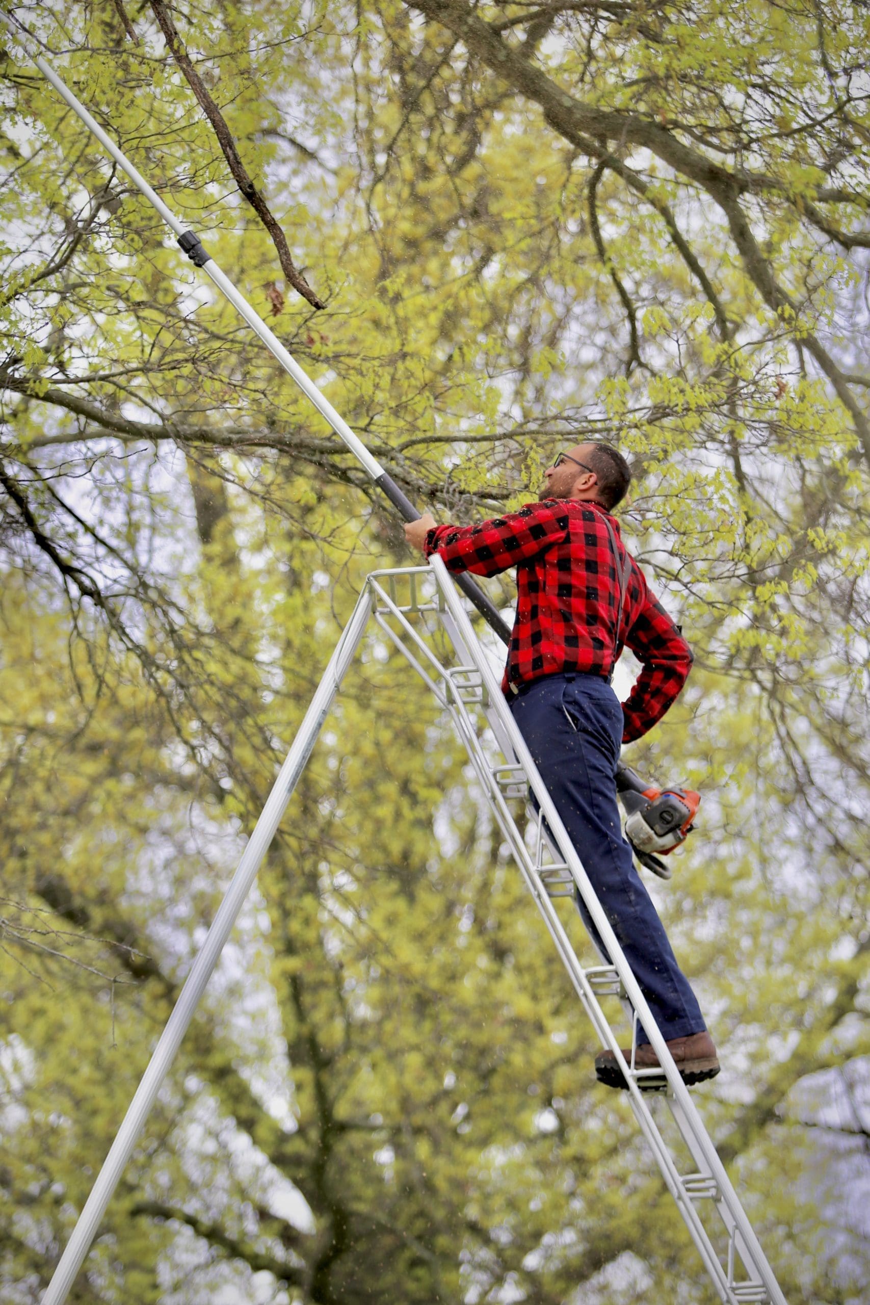 Tree Trimming
